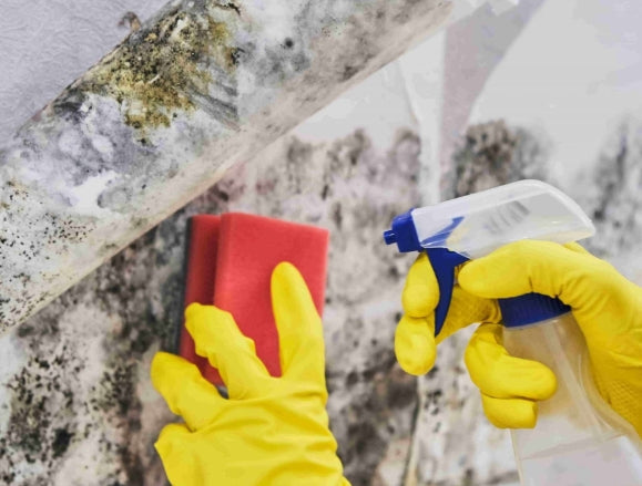 Can You Get Rid of Mold Naturally?